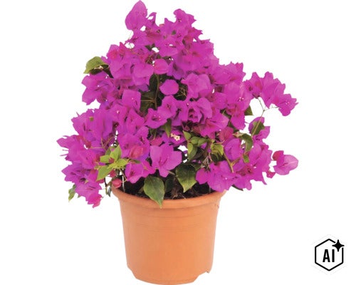 Plante bougainvillier avec bractées violettes dans un pot en plastique (Image AI modified or generated)