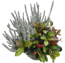 Composition de plantes d'automne avec Calluna et Gaultheria en pot