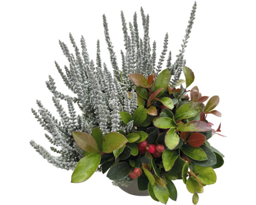 Composition de plantes d'automne avec Calluna et Gaultheria en pot