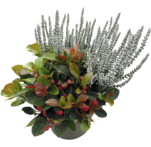 Composition de plantes d'automne avec bruyère et gaulthérie dans un pot de fleurs.
