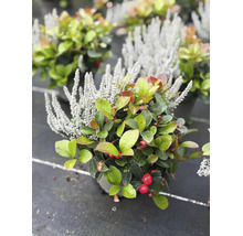 Composition de plantes d automne avec gaulthérie et callune en pot