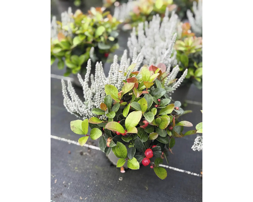 Composition de plantes d automne avec gaulthérie et callune en pot