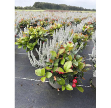 Plante Gaultheria procumbens et Calluna rustique dans une pépinière