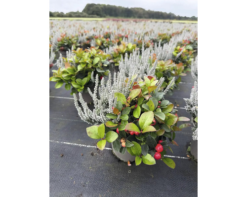 Plante Gaultheria procumbens et Calluna rustique dans une pépinière
