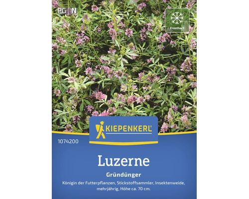 Semences de luzerne Kiepenkerl comme engrais vert, vivace, hauteur environ 70 centimètres, avec symbole de résistance au gel.