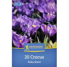 Blumenzwiebeln für Krokusse der Sorte Ruby Giant von Kiepenkerl im Set mit 20 Stück für den Garten