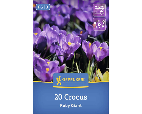 Blumenzwiebeln für Krokusse der Sorte Ruby Giant von Kiepenkerl im Set mit 20 Stück für den Garten