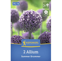 Zwiebeln für Allium Summer Drummer Kiepenkerl mit zwei Blumenzwiebeln, für Schnittblumen geeignet, Blütendurchmesser 7 Zentimeter.