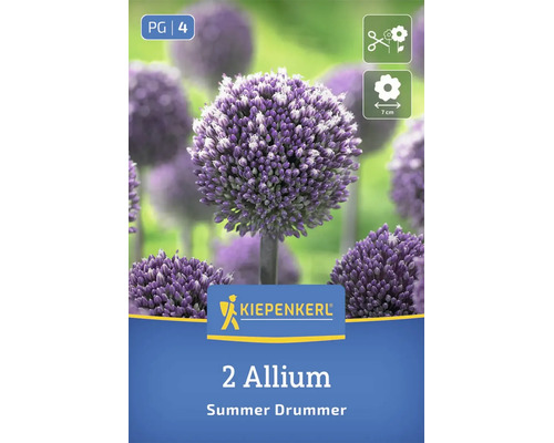 Zwiebeln für Allium Summer Drummer Kiepenkerl mit zwei Blumenzwiebeln, für Schnittblumen geeignet, Blütendurchmesser 7 Zentimeter.