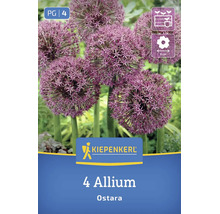 Fleurs Allium Ostara en fleurs avec inflorescences sphériques, logo Kiepenkerl, 8 centimètres de diamètre de fleur, 4 bulbes de fleurs