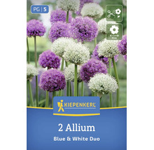 Bulbes de fleurs ail ornemental Kiepenkerl Blue and White Duo avec têtes florales rondes adaptées comme fleurs coupées et 10 centimètres