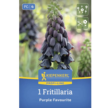 Bulbe de fleur Kiepenkerl Profi-Line Fritillaria Purple Favourite avec fleurs en forme de cloche.