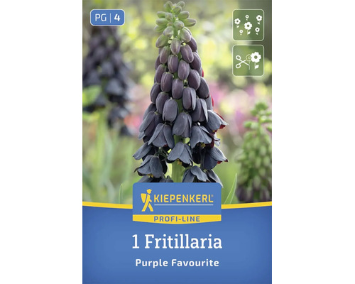 Bulbe de fleur Kiepenkerl Profi-Line Fritillaria Purple Favourite avec fleurs en forme de cloche.