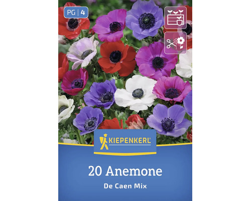 Blumenzwiebeln Anemone De Caen Mix von Kiepenkerl mit 20 Stück für Beetbepflanzung und als Schnittblumen geeignet