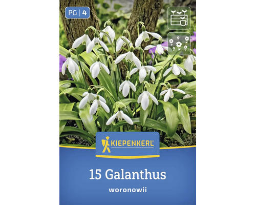 Kiepenkerl Blumenzwiebeln 15 Galanthus woronowii Schneeglöckchen im Garten
