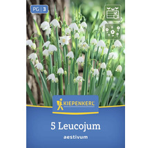 Bulbes de fleurs Kiepenkerl Leucojum aestivum nivéole d ete avec 5 pièces