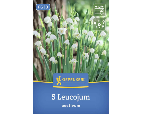 Kiepenkerl Blumenzwiebeln Leucojum aestivum Knotenblume mit 5 Stück