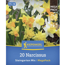 Kiepenkerl Mega Pack avec 20 bulbes de narcisses en mélange pour jardins de rocaille, idéal pour les plantations printanières.