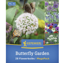 Bulbes de fleurs Kiepenkerl Butterfly Garden Mega Pack avec 28 bulbes pour une prairie fleurie favorable aux insectes.
