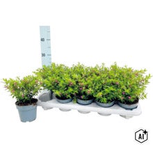 Un groupe de petites plantes Cuphea en fleurs dans des pots sur un plateau en plastique devant une échelle de mesure. (Image AI modified or generated)