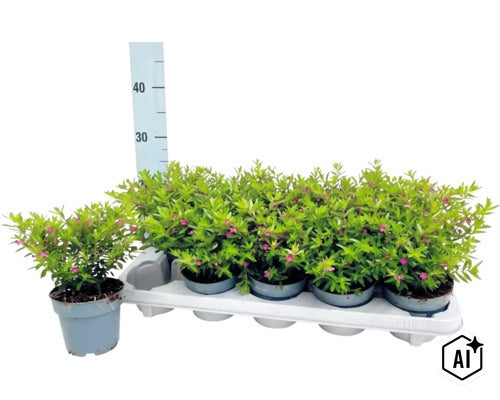 Un groupe de petites plantes Cuphea en fleurs dans des pots sur un plateau en plastique devant une échelle de mesure. (Image AI modified or generated)