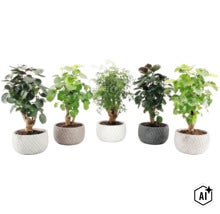 Cinq plantes d interieur differentes disposees en ligne dans des pots de fleurs a texture. (Image AI modified or generated)
