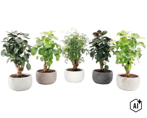Cinq plantes d interieur differentes disposees en ligne dans des pots de fleurs a texture. (Image AI modified or generated)