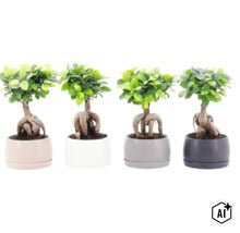 Vier Ficus Ginseng Pflanzen in runden Übertöpfen mit sichtbaren Wurzelstöcken als Zimmerpflanzen (Image AI modified or generated)