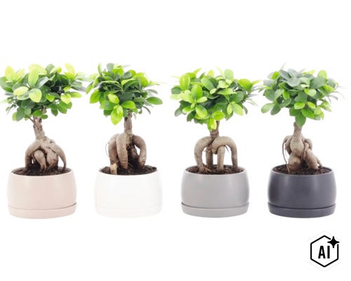 Vier Ficus Ginseng Pflanzen in runden Übertöpfen mit sichtbaren Wurzelstöcken als Zimmerpflanzen (Image AI modified or generated)