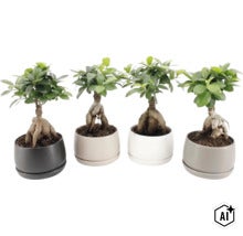 Vier Ficus Ginseng Bonsai Pflanzen in runden Übertöpfen aus Keramik in verschiedenen Farben (Image AI modified or generated)