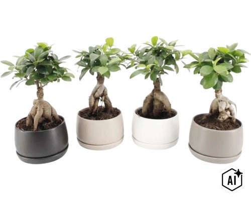 Vier Ficus Ginseng Bonsai Pflanzen in runden Übertöpfen aus Keramik in verschiedenen Farben (Image AI modified or generated)