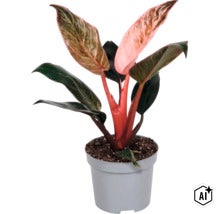 Plante d intérieur Philodendron Pink Princess dans un pot en plastique (Image AI modified or generated)