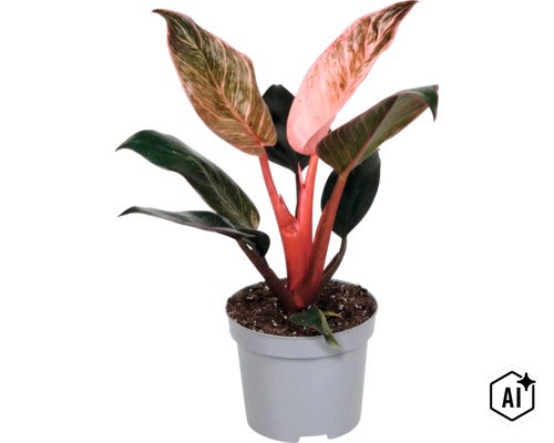 Plante d intérieur Philodendron Pink Princess dans un pot en plastique (Image AI modified or generated)