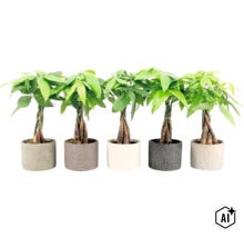 Cinq Pachira aquatica avec tronc tressé dans des pots de fleurs ronds en tant que plantes d intérieur (Image AI modified or generated)