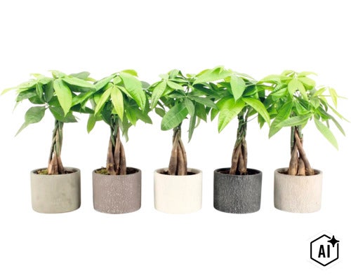 Cinq Pachira aquatica avec tronc tressé dans des pots de fleurs ronds en tant que plantes d intérieur (Image AI modified or generated)