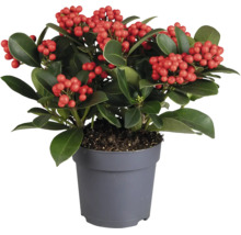 Plante Skimmia japonica avec baies dans un pot en plastique gris