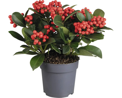 Plante Skimmia japonica avec baies dans un pot en plastique gris
