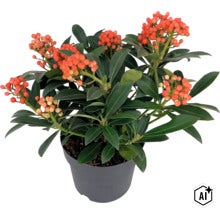 Skimmia japonica avec baies dans un pot en plastique (Image AI modified or generated)