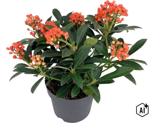 Skimmia japonica avec baies dans un pot en plastique (Image AI modified or generated)