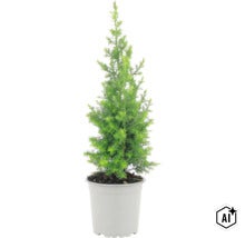Une petite plante conifère dans un pot en plastique. (Image AI modified or generated)