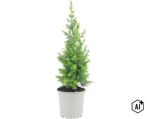 Une petite plante conifère dans un pot en plastique. (Image AI modified or generated)
