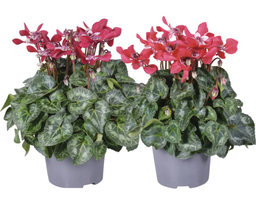 Deux cyclamens avec des feuilles à motifs dans des pots en plastique gris comme plante d intérieur ou plante de balcon