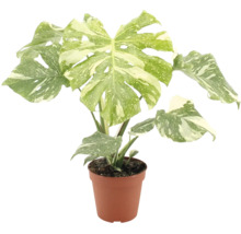 Plante d intérieur Monstera deliciosa variegata avec feuilles panachées dans un pot en plastique
