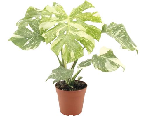 Plante d intérieur Monstera deliciosa variegata avec feuilles panachées dans un pot en plastique