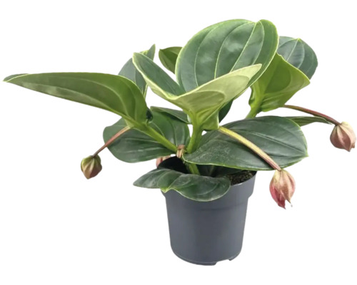 Plante d intérieur Medinilla magnifica dans un pot rond en plastique avec de grandes feuilles brillantes et des boutons floraux tombants.