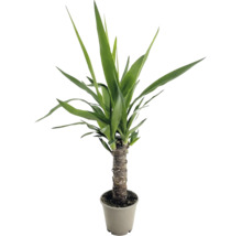 Yucca comme plante d intérieur avec tronc robuste dans un pot de fleurs