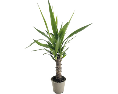 Yucca comme plante d intérieur avec tronc robuste dans un pot de fleurs