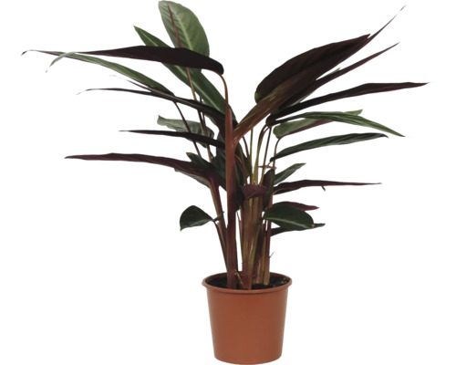 Plante d'intérieur Stromanthe triostar dans un pot comme plante décorative pour l'intérieur.