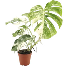 Plante d intérieur Monstera Deliciosa Variegata dans un pot en plastique