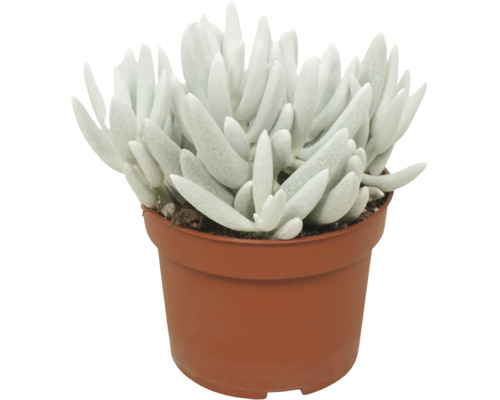 Plante succulente dans un pot en plastique avec des feuilles charnues et allongées comme plante d'intérieur.